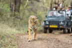 Jim Corbett Wildlife Park to Nainital